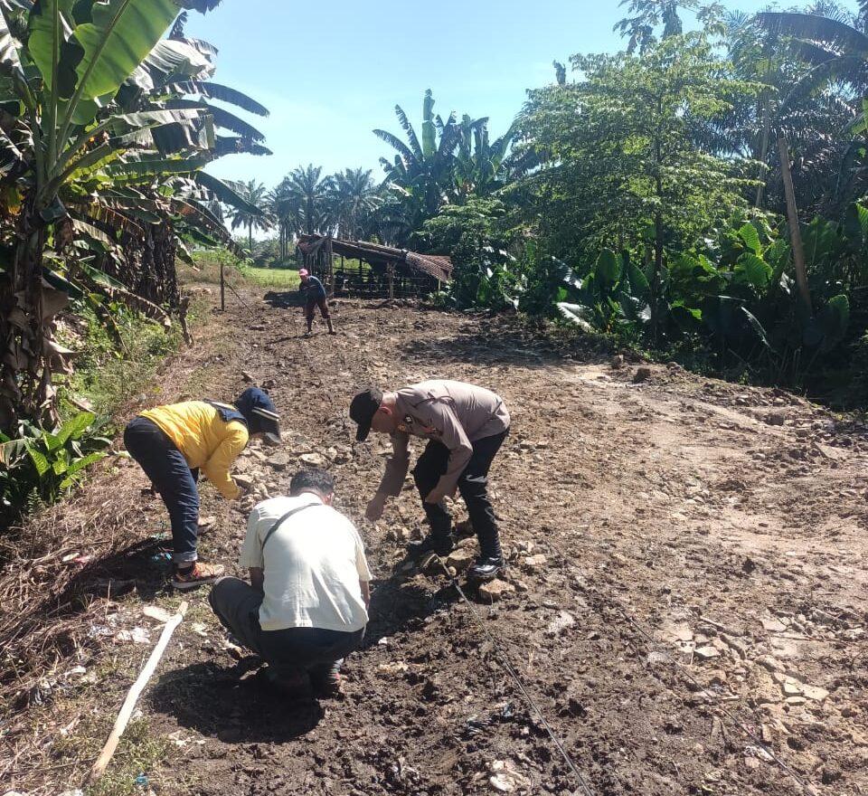 Polsek Bandar Pulau Laksanakan Penanaman Jagung untuk Dukung Ketahanan Pangan