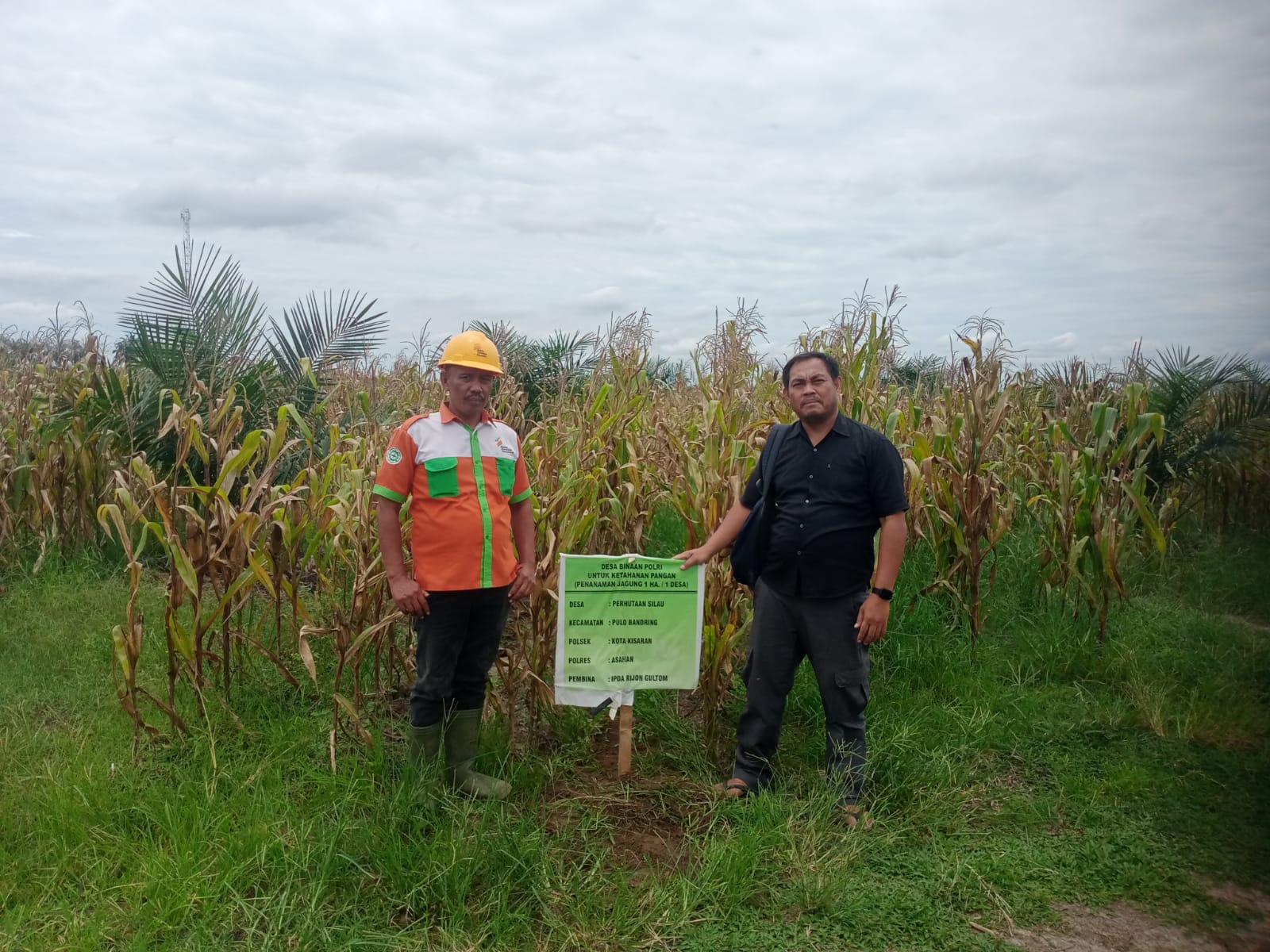 KANIT INTELKAM POLSEK KOTA KISARAN CEK LAHAN TANAMAN JAGUNG DI DESA PERHUTAAN SILAU